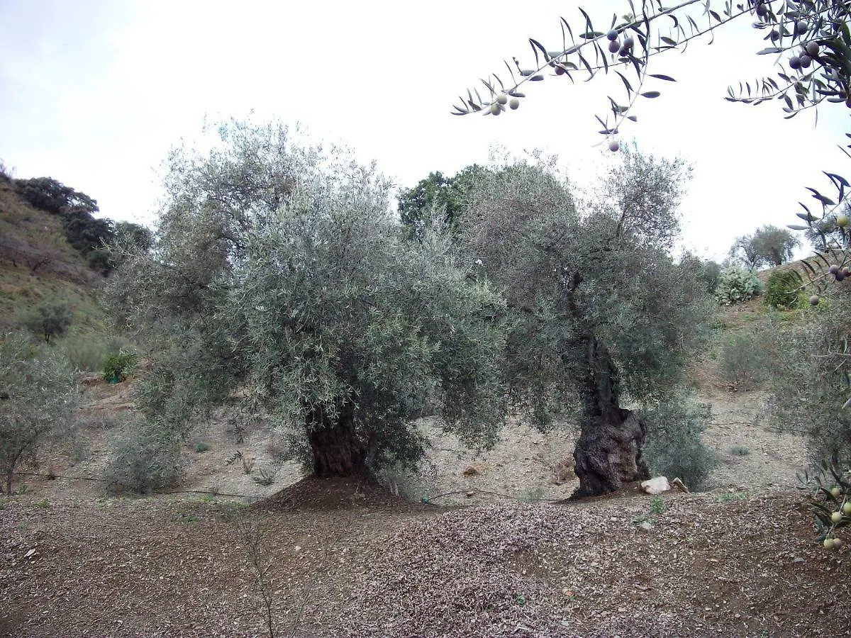 El Olivo Comares Villa España